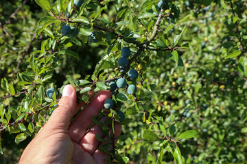 Blackthorn branch with ripening berries and green leaves