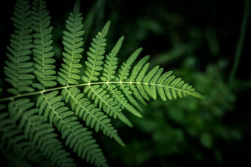Fototapeta na wymiar Rich dark green ferns with dark background. Detailed texture of fern leaves. 