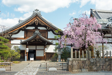 Cherry blossom at Myoken-ji Temple in Kyoto, Japan. The Temple originally built in 1321.