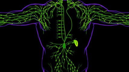 Human Lymph Nodes Anatomy For Medical Concept 3D Rendering