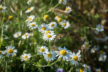 Fototapeta premium Field of cosmos flower