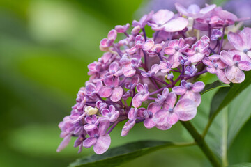 満開の紫陽花　　紫色