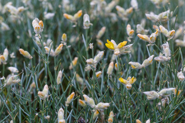 Echinospartum ibericum. Detail of the bush with its sharp branches and yellow flowers. Sierra de la Cabrera, Le&oacute;n, Spain.