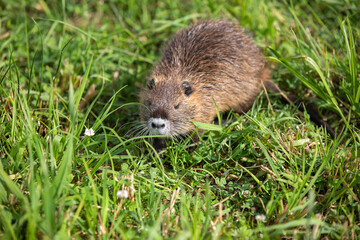 young Coypu (Myocastor coypus) on a meadow eating
