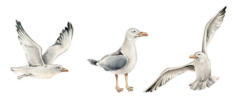 Hand drawn watercolor sea gulls collection