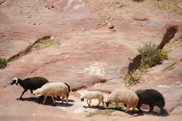 Fototapeta premium Sheep in the desert