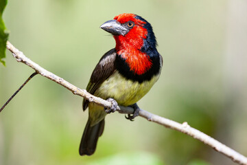 Black-collared Barbet - Okavango Delta - Botswana