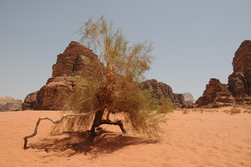 Wadi rum