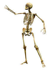 3D Rendering Human Skeleton on White