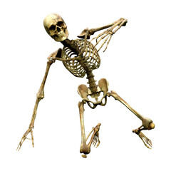 3D Rendering Human Skeleton on White