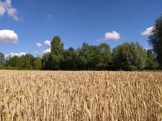 Campo de cereal en verano
