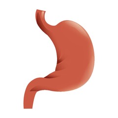 human stomach