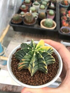 Gymnocalycium X LB 2178 NO splice