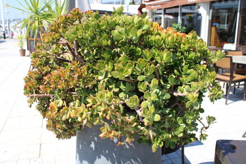 Plante grasse, jardin minéral