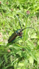 A big beetle sitting on a plant