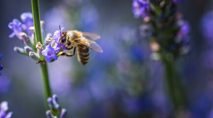 Close-up photo of a Honey Bee gathering nectar and spreading pollen on violet flovers of lavender.
