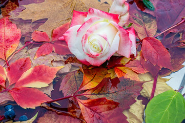 delicate rose on an autumn background of bright colorful maroon leaves in the water. the concept of the autumn season. Background of autumn leaves