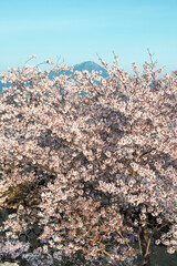 満開の桜の湊山公園（鳥取県米子市）
