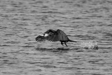 Fototapeta premium Great Cormorant Flying to it's New Destination Wildlife Holland in Monochrome Black and White with Beautiful Water Waves as Backdrop Background Wallpaper 
