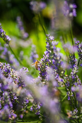 Close-up photo of a Honey Bee gathering nectar and spreading pollen on violet flovers of lavender.