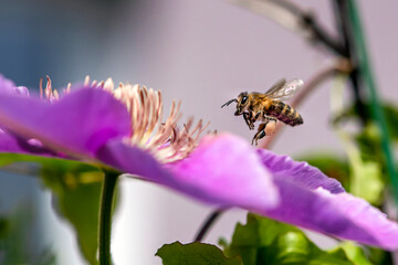Macro of honey bee collecting pollen and suck nectar on a flower 