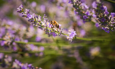 Close-up photo of a Honey Bee gathering nectar and spreading pollen on violet flovers of lavender.