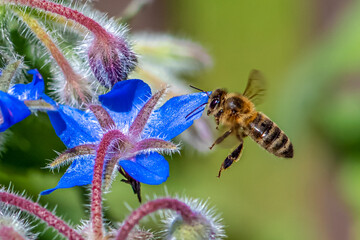 Macro of honey bee collecting pollen and suck nectar on a flower 