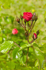 Blooming rose bush in the garden. Red rose bud and buds