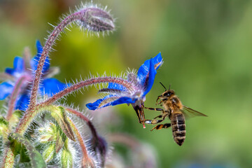 Macro of honey bee collecting pollen and suck nectar on a flower 