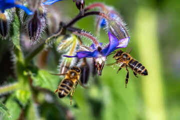 Macro of honey bee collecting pollen and suck nectar on a flower 
