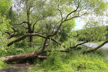 The green banks of the river are beautiful on a summer day. An old willow fell to the shore.