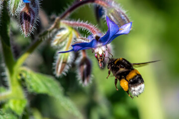 Bumblebee collecting and suck nectar on flowers on blurred background 
