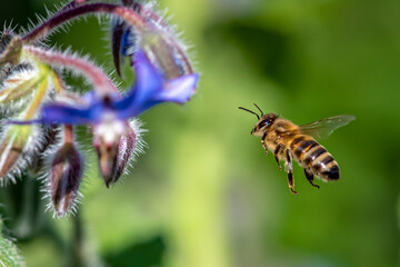 Macro of honey bee collecting pollen and suck nectar on a flower 