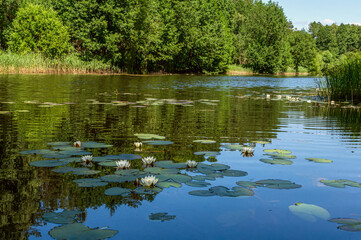 Lilies on the pond. Beautiful view of the Lily pond on a summer day