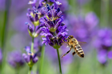 Macro of honey bee collecting pollen and suck nectar on a flower 