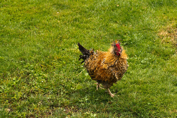 Junger Hahn auf einer grünen Wiese in Bayern