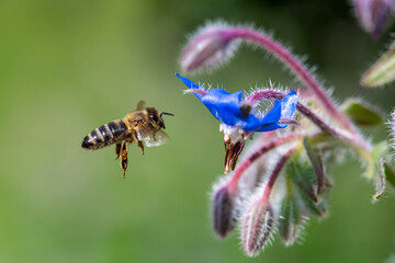 Macro of honey bee collecting pollen and suck nectar on a flower 