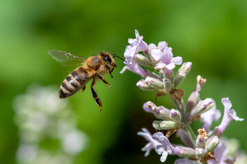 Macro of honey bee collecting pollen and suck nectar on a flower 