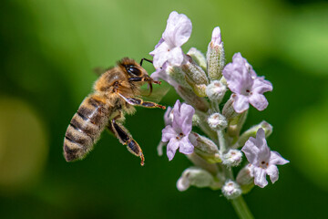 Macro of honey bee collecting pollen and suck nectar on a flower 