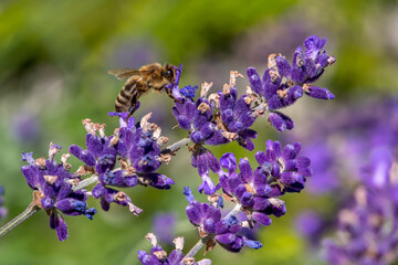 Macro of honey bee collecting pollen and suck nectar on a flower 