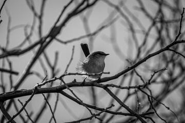 Black and white photo of a wren on a branch