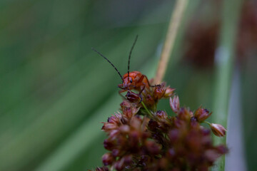red bug on a green leaf