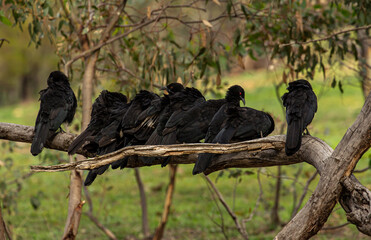Blackbirds lined up on a branch 
