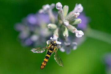 A Marmalade hoverfly (Episyrphus balteatus) sits on a flower and sucks nectar. 