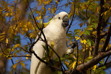 Cockatoo in a tree
