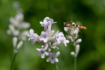 A Marmalade hoverfly (Episyrphus balteatus) sits on a flower and sucks nectar. 