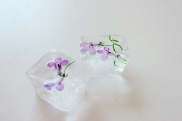 Ice cubes with frozen flowers
