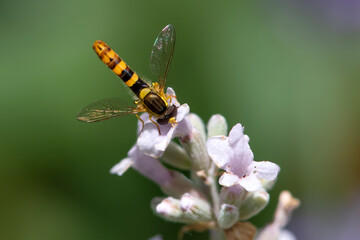 A Marmalade hoverfly (Episyrphus balteatus) sits on a flower and sucks nectar. 