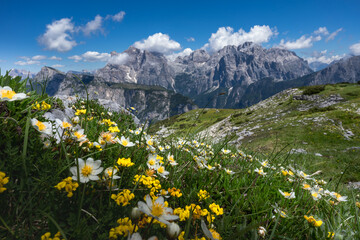 alpine meadow with flowers