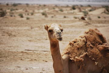 funny closeup portrait of camel head chewing at desert, looking in camera